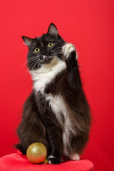 Portrait of black and white kitten with Christmas spheres. Red background.