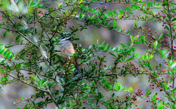 A White-eared Sibia stands on a pyracantha branch covered with red berries. Heterophasia auricularis. Sun-Link-Sea Forest and Nature Resort in Taiwan.