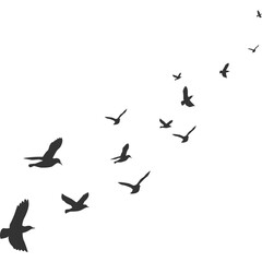 Flock of Pigeons Flying