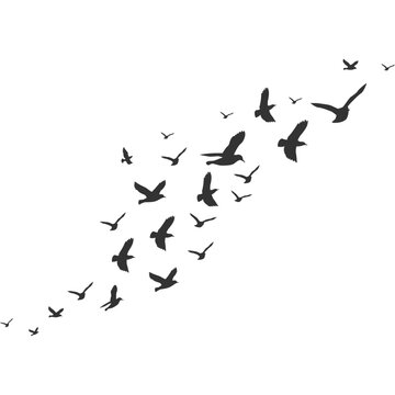 Flock of Pigeons Flying