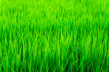  Fresh green rice, rice farming season, Green leaves of seedlings. Nature background.