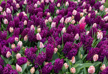 pink tulips and purple hyacinths blooming in a garden - obrazy, fototapety, plakaty