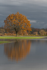 Oak tree reflected in a flooded meadow after heavy rains. Autumn landscape.