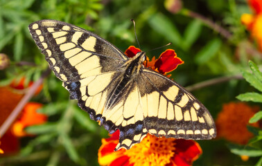Close-up of a butterfly on an orange flower in nature
