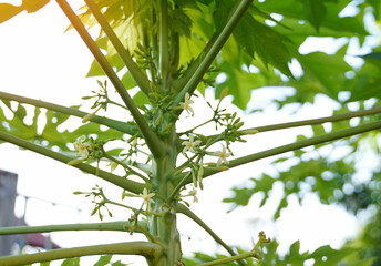 Papaya flowers are clusters of soft white, fragrant flowers that emerge in leaf axils. There are both complete and unisexual flowers. Soft and selective focus. Soft and selective focus