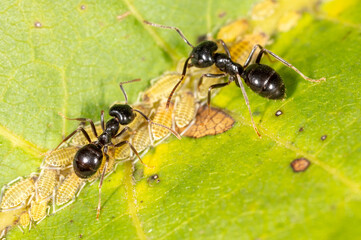 Close-up of ants and aphids on a leaf. Macro