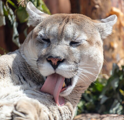 A puma licks its tongue at the zoo