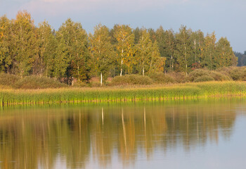 Obraz premium Trees with reeds on a lake in summer