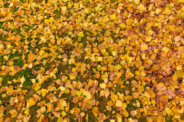 Fallen birch leaves on the grass in the park. Autumn