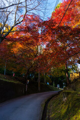 Fototapeta premium 毘沙門堂の紅葉