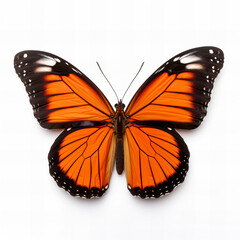 Beautiful Butterfly isolated on white background