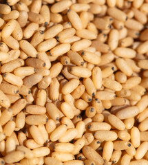 Close up of red ant eggs. Macro