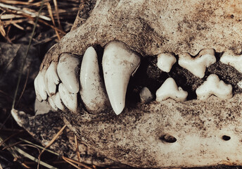 Teeth on a dog's skull. Close-up
