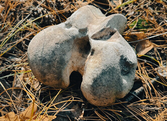 The bone of the beast lies on the ground