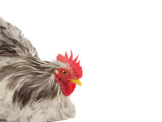 gray rooster isolated on white background