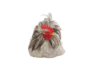 gray rooster isolated on white background