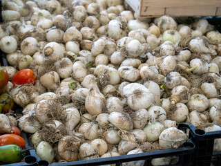 White garlic pile texture. Fresh garlic on market table closeup photo. Vitamin healthy food spice image. Spicy cooking ingredient picture. Pile of white garlic heads. White garlic head heap top view