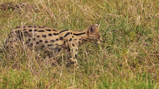 Slow Motion Shot of Serval hunting in luscious grasslands for small prey, pouncing and jumping, National Reserve in Kenya, Africa Safari Animals in Masai Mara North Conservancy