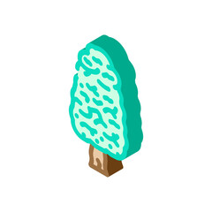 kauri tree jungle amazon isometric icon vector. kauri tree jungle amazon sign. isolated symbol illustration