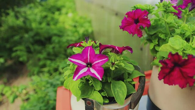 Beautiful petunia flowers grow in a pot at the dacha in summer, slow motion