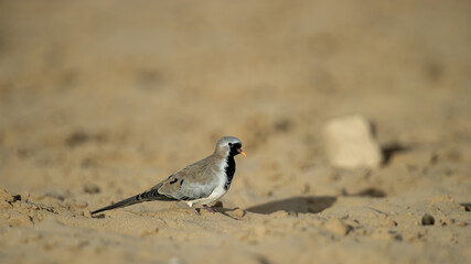 Namaqua Dove (Oena capensis) Kgalagadi Transfrontier Park, South Africa