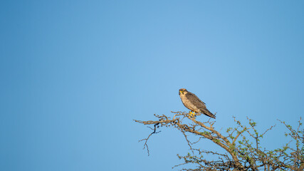 Fototapeta premium Lanner Falcon (Falco biarmicus) Kgalagadi Transfrontier Park, South Africa