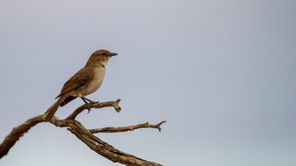  Marico Flycatcher (Bradornis mariquensis) Kgalagadi Transfrontier Park, South Africa