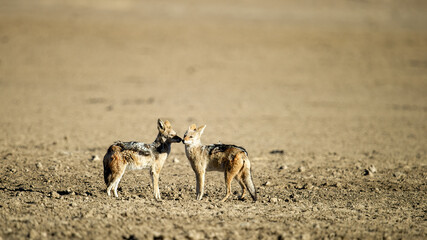 Black-backed Jackal (Canis mesomelas) Kgalagadi Transfrontier Park, South Africa