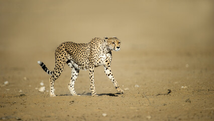 Cheetah (Acinonyx jubatus) Kgalagadi Transfrontier Park, South Africa - obrazy, fototapety, plakaty