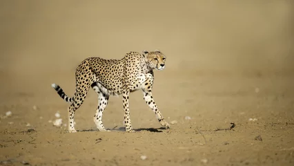 Foto op Plexiglas anti-reflex Cheetah (Acinonyx jubatus) Kgalagadi Transfrontier Park, South Africa © Hanlie