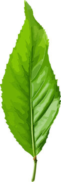 Tea leaf clip art