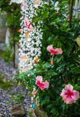 flowers in the garden