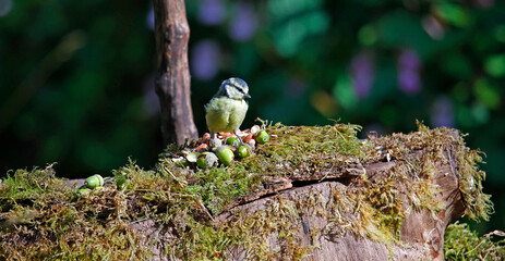 Blue tits feeding in the woods