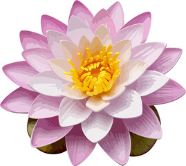 Water lily clip art