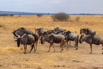 Fototapeta na wymiar Herd of blue wildebeest (Connochaetes taurinus) in Tarangire National Park, Tanzania