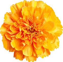 Yellow marigold flower clip art - obrazy, fototapety, plakaty