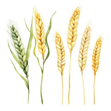 watercolor spikelets of wheat on white background.