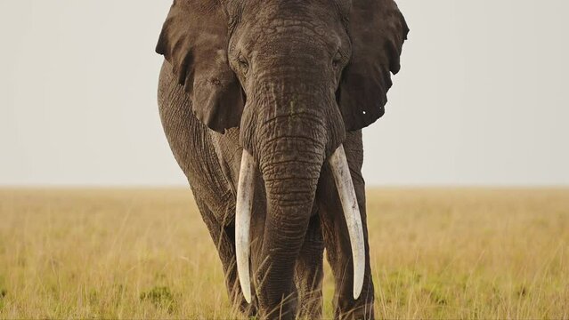 Large elephant face on towards the camera with big ears flapping on desolate savannah plains, African Wildlife in Maasai Mara National Reserve, Kenya, Africa Safari Animals in Masai Mara