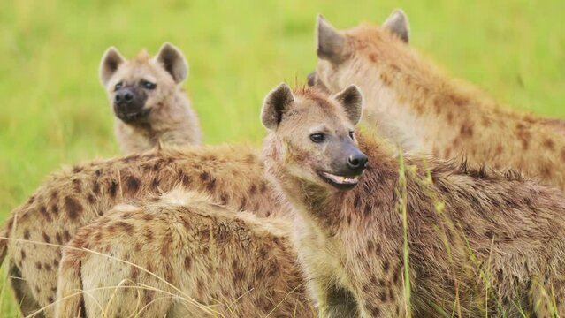 Close shot of group of hyenas watching out while feeding on remains of a kill, scavenging African Wildlife in Maasai Mara National Reserve, dangerous safari animals