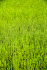 Flax field in Eure, France.