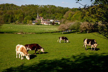 Cows grazing in the Risle valley, France