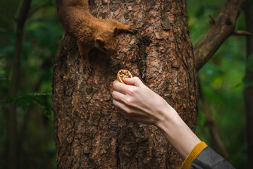 Squirrel feeding