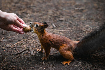 Squirrel feeding