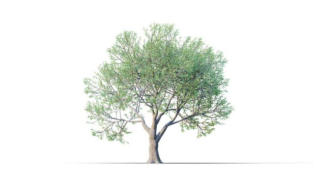 Trees grow from small to big. Growing tree on transparency background. 3D realistic summer tree. Wind blowing leaves moving.