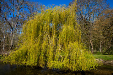 Willow tree in Eure, France