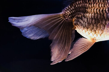 金魚の尾ひれ