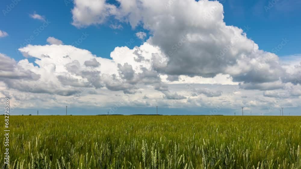 Poster time lapse of green wheat field at day with clouds.