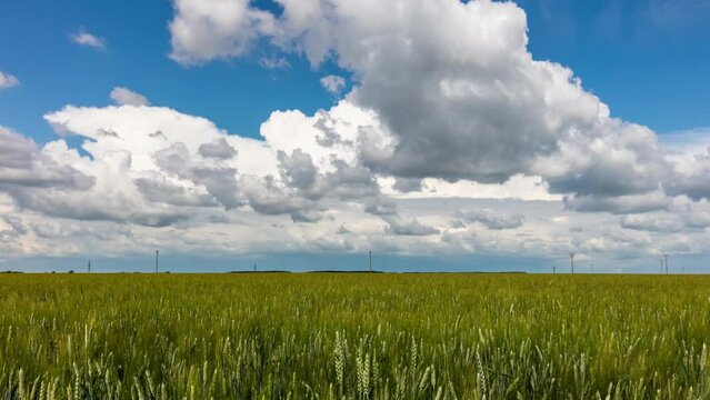 Time lapse of green wheat field at day with clouds.