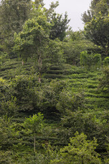 Fototapeta premium Tea field on the hillside. Rize's tea fields