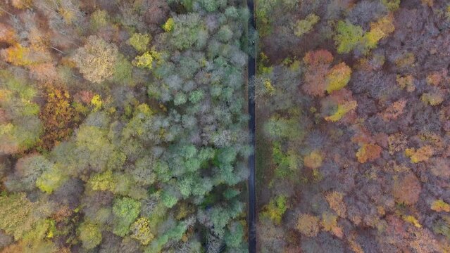 Drone view of autumn colorful forest landscape over road with cyclist.  Aerial nature scene of pine trees and asphalt road